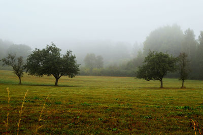 Trees on field against sky