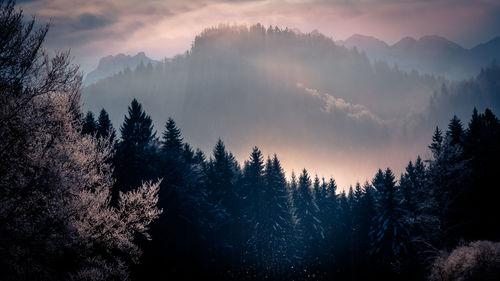 Panoramic view of trees against sky during sunset