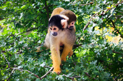 Monkey on tree in forest