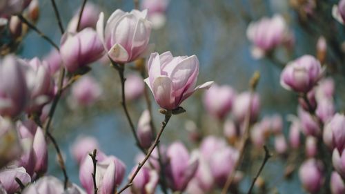 Close-up of pink flowering plant