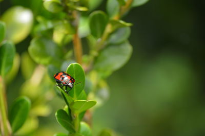 Close-up of insect on leaf