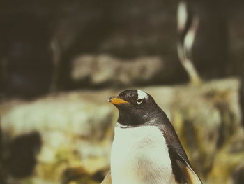 Close-up of bird