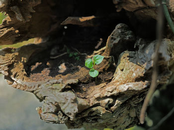 Close-up of tree trunk