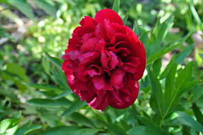 Close-up of red flower blooming outdoors