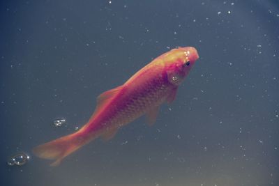 Close-up of jellyfish swimming in water