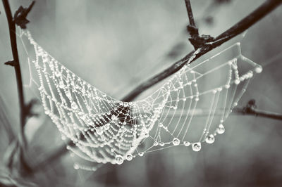 Close-up of raindrops on spider web