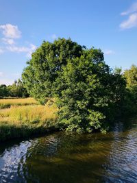 Trees by lake in forest against sky