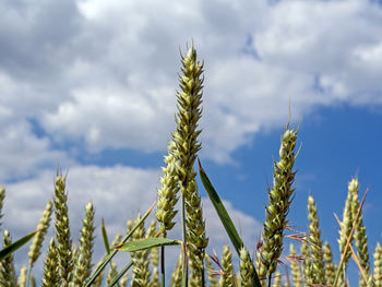 Low angle view of stalks in field against cloudy sky