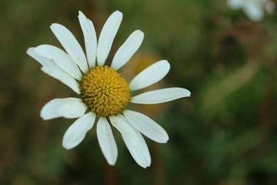 Close-up of white flower