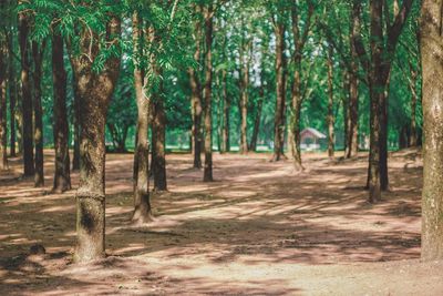 View of pine trees in forest