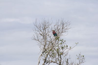 Low angle view of birds perching on tree