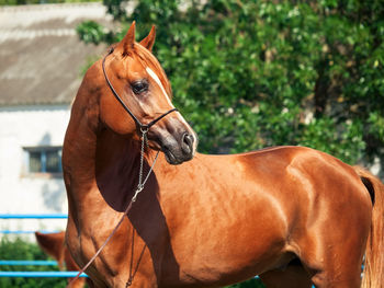 Brown horse looking away while standing against trees