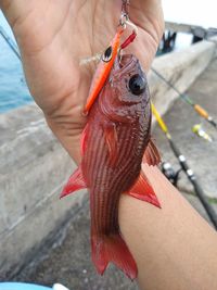 Close-up of hand holding fish