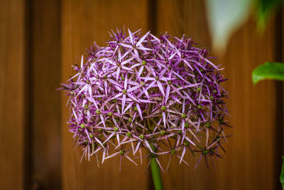 Close-up of purple flowering plant