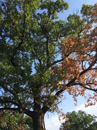 Low angle view of trees against sky