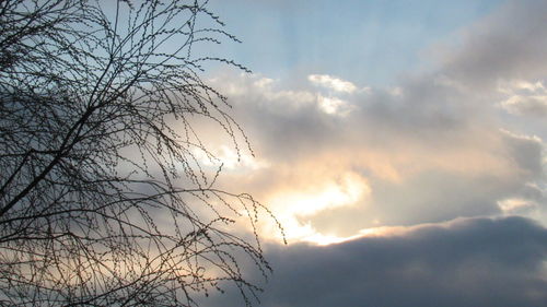 Low angle view of bare tree against sky