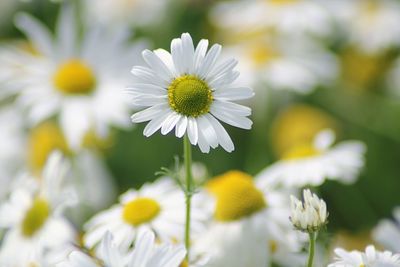 Close-up of white daisy flowers