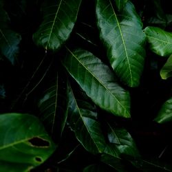 Full frame shot of leaves