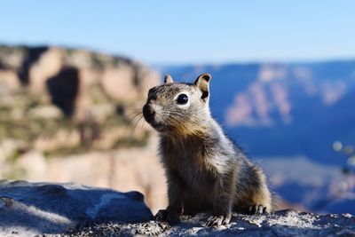 Close-up of squirrel on rock