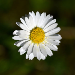 Close-up of white daisy