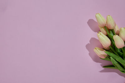 Close-up of pink tulip flower against white background