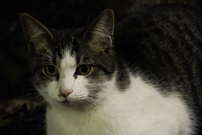 Close-up portrait of cat indoors