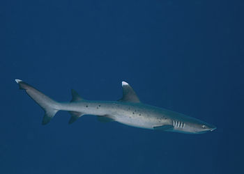 Close-up of shark swimming in sea