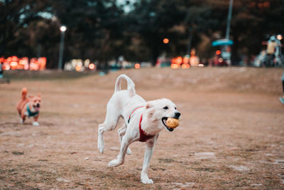 Dog running on ground