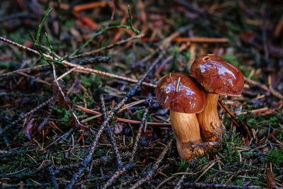 Close-up of mushroom growing on field