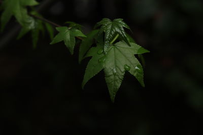 Close-up of leaves