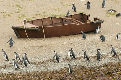 Birds on beach