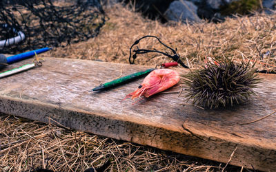 Close-up of fishing staff on a grass