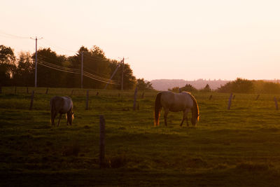 Horses grazing on field against clear sky during sunset