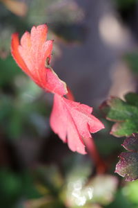 Close-up of pink rose flower