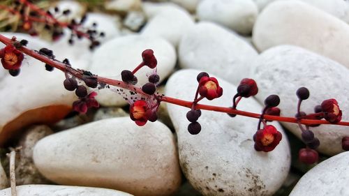 Close-up of berries on snow