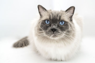 Close-up portrait of cat against white background