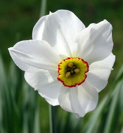 Close-up of flower against blurred background