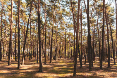 View of trees in forest