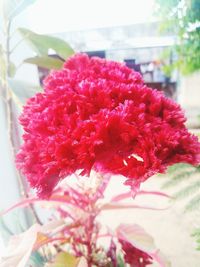 Close-up of red flowering plant