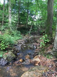 Scenic view of forest