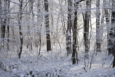 Snow covered trees in forest