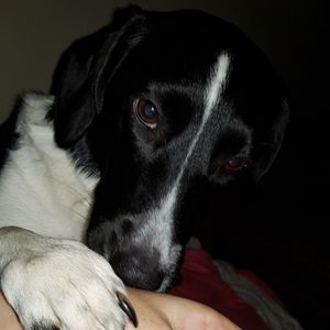 Close-up portrait of dog