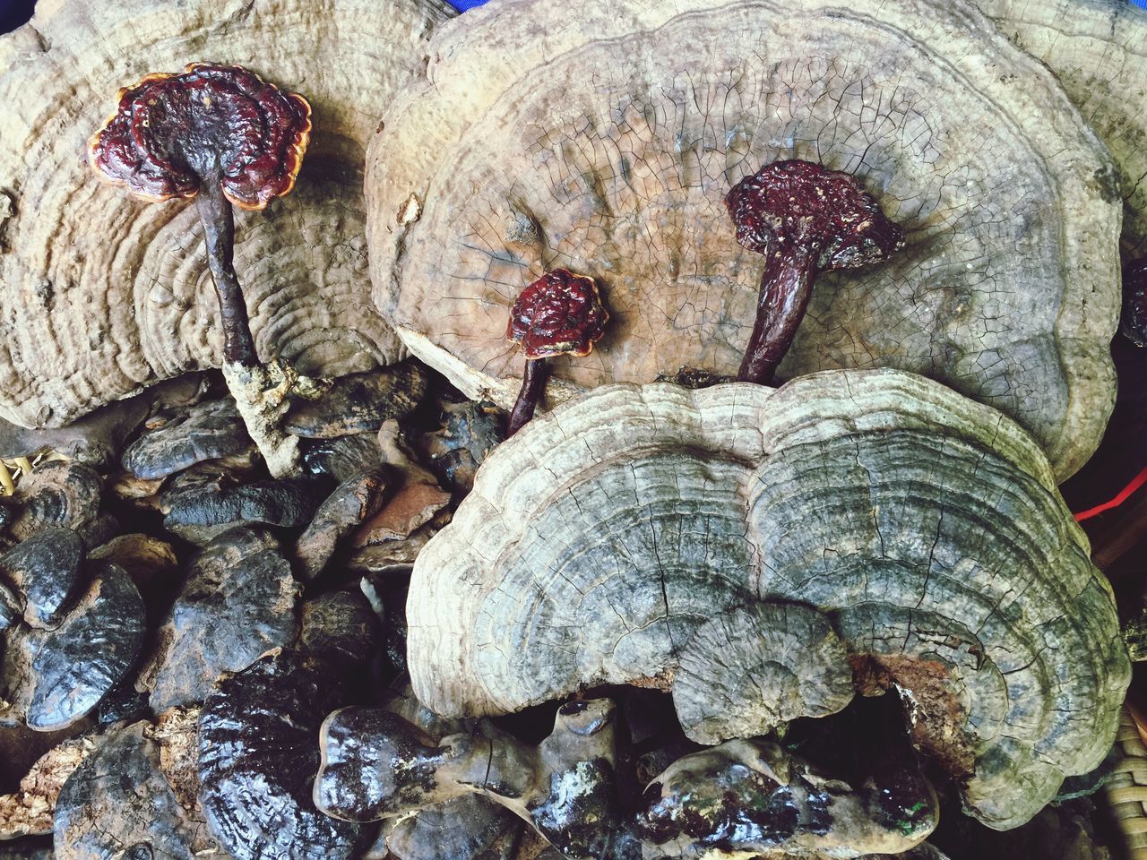 HIGH ANGLE VIEW OF SHELL ON SHELLS