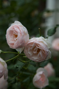 Close-up of wet pink rose blooming outdoors