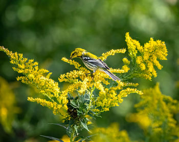 Close-up of insect on yellow flower