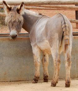 Donkey standing in the sanctuary at antequera in andalusia, spain. 