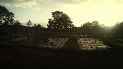 Silhouette of trees on landscape at sunset