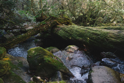 Stream flowing through rocks in forest