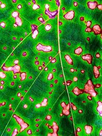 High angle view of berries growing on plant