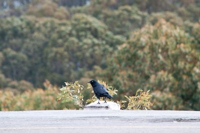 Side view of a crow against blurred trees